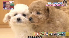 志村動物園 山田凉介Cut