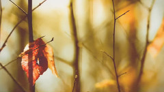 Ernesto Cortazar - Autumn Leaves