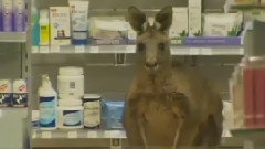 Kangaroo Hops Into Shop At Melbourne Airport