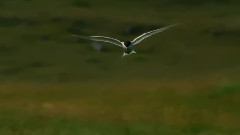 Suzanne Ciani Turning