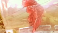 阎韦伶 - 最遥远的距离是自己离开自己