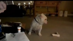 闻乐起舞的萌狗