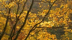 Ambient Emotional Scene