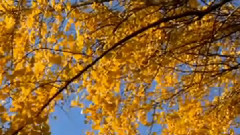 Ernesto Cortazar - Memories Of The Fall