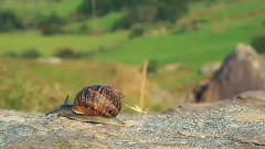 Participant - Shelter