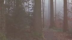 Paceshifters - Fields (Of Nothing)