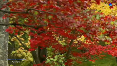 Stamatis Spanoudakis,音乐短片 - Autumn