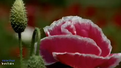 Michel Pépé,音乐短片 - Terra Divina