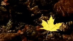 Giovanni Marradi - Autumn Leaves